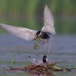 问鼎app与传统目标管理工具的对比分析 k50qvr0