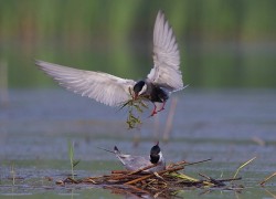 问鼎app与传统目标管理工具的对比分析 问鼎app与传统目标管理工具的对比分析