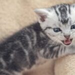 问鼎app下载:探索隐藏功能与使用窍门 q652n