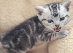 问鼎app下载:探索隐藏功能与使用窍门 问鼎app下载:探索隐藏功能与使用窍门